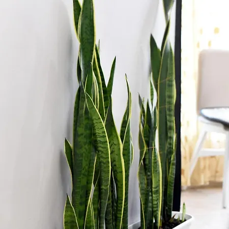 Bellissima Appartement Tirana